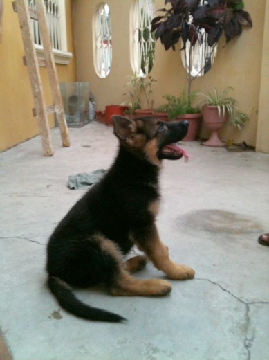 este es drako mi pastor aleman ahora tiene 2 meses